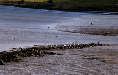 Gulls resting on the beach