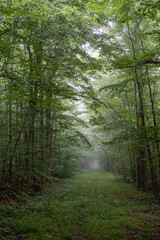 Grass Trail in Foggy Woods