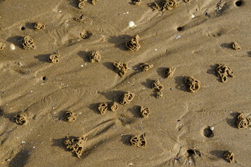 A closeup on the sand at low tide.