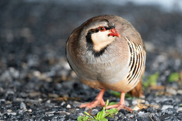 Wild Chukar in the Outdoors