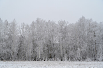 snow covered trees in winter