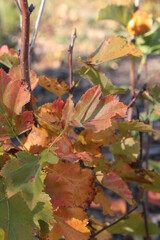 i colori dell'autunno nelle foglie secche