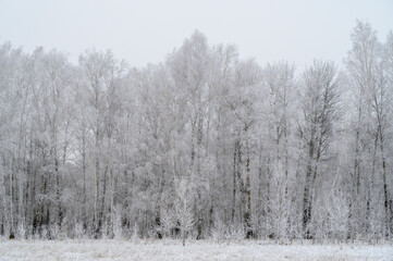 snow covered trees in winter
