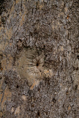 relief texture of tree bark