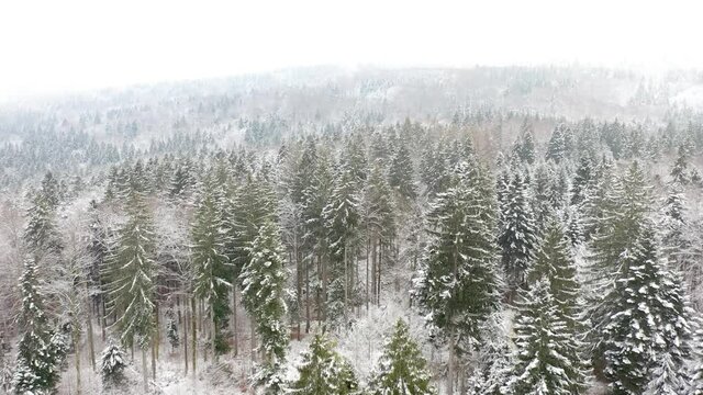 Beautiful snowy landscape forest aerial view. Drone shot. 