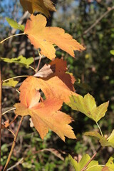 i colori dell'autunno nelle foglie secche