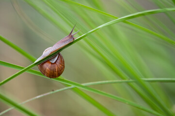 Snail climbing grass. Vibrant green grass.