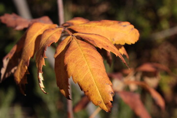i colori dell'autunno nelle foglie secche