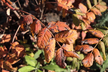 i colori dell'autunno nelle foglie secche