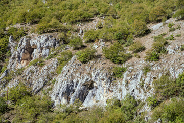 Fototapeta na wymiar trees on harsh rocky slopes at Sagittario gorge, Abruzzo, Italy