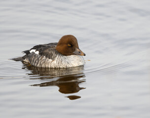 Common Goldeneye Swimming in   in Fall