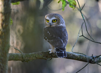 Northern Saw-whet Owl Portrait in Fall