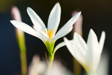 close up of beautiful white rain lily flower