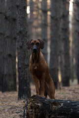 Beautiful dog rhodesian ridgeback hound outdoors on a forest background