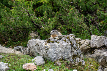 Groundhog couple in their natural habitat