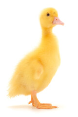 Little cute duckling.