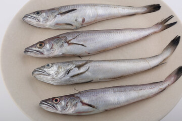 small and raw hake fish as sea food