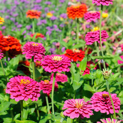 Flowers zinnia elegans. Color nature background.