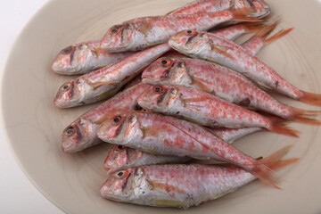 red mullet fish