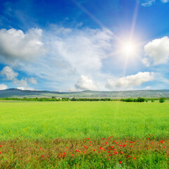 Yellow field of flowering rape and sun on blue sky .