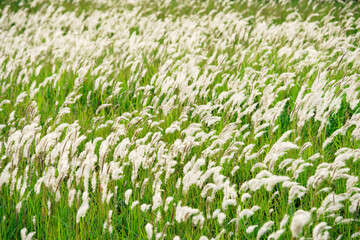 White reeds grass flowers