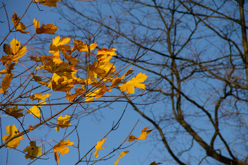yellow leaves on branches against a blue sky
