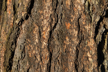 relief texture of tree bark