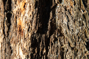 relief texture of tree bark