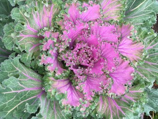 pink and green cabbage