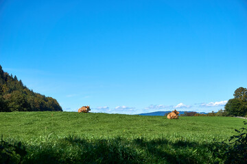 Cows on a meadow