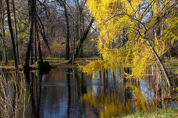 Fototapeta na wymiar autumn landscape forest pond surrounded by trees