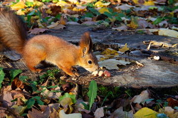 a red squirrel sits on a stump and nibbles nuts