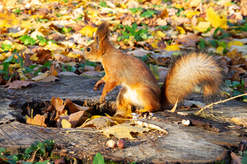 a red squirrel sits on a stump and nibbles nuts