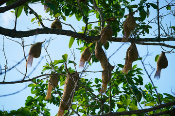 weaver bird nest hanging on tree
