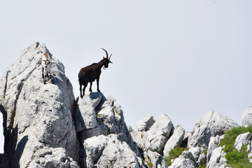 Adult goat at the top of a mountain