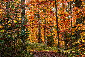 Colorful forest in the fall