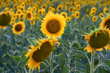 Field of sunflowers