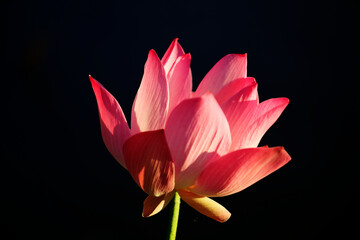 blooming lotus flower