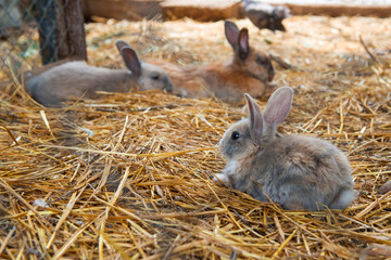 Little cute bunnies lie and rest in the aviary on the straw. Image with selective focus.