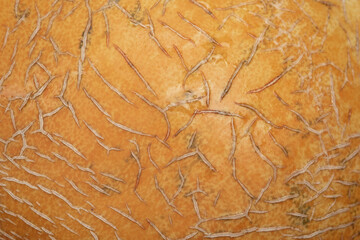 Yellow melon skin