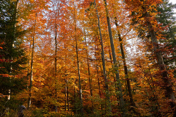 Colorful forest in the fall