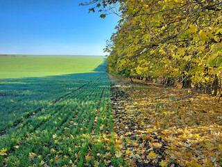 Naklejka premium Autumn landscape that combines wheat field and forest trees with rusty yellow leaves. Clear and blue sky in the morning. The splendor of nature at the end of the year.