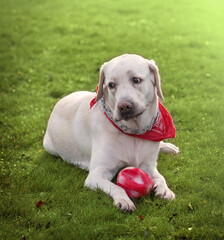 Sad dog white Labrador lies on the green grass with a red scarf around his neck and a red ball between his front paws. He tilts his head and looks sadly away. Image
with selective focus.