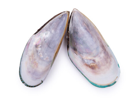 Inner side of empty opened mussel shell