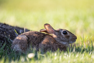 Wild Rabbit in the Grass
