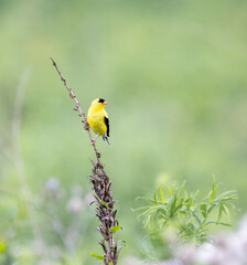 Gold Finch on Dead Plant