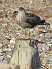 Seagull on a wooden pole