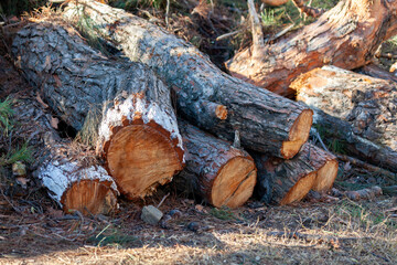Freshly cut pine wood logs piled up near a forest road