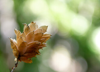 small dry seedling with green background out of focus