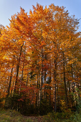 Fototapeta premium Colorful forest in the fall